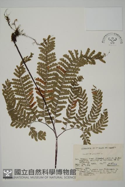 掌葉鐵線蕨藏品圖，第1張