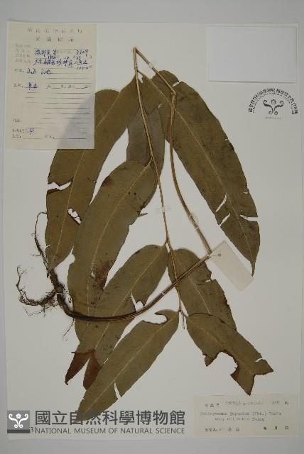 登錄號:P004731藏品圖，第1張