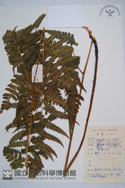 毛柄短腸蕨藏品圖，第1張