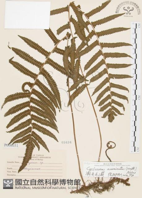 毛蕨藏品圖，第1張