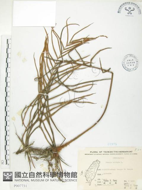 鱗蓋鳳尾蕨藏品圖，第1張