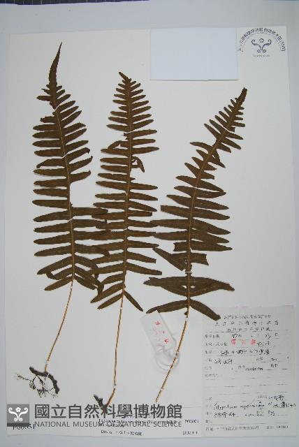 日本水龍骨藏品圖，第1張