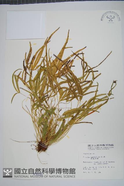 掌鳳尾蕨藏品圖，第1張