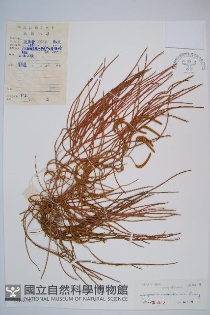 木賊葉石松藏品圖，第1張