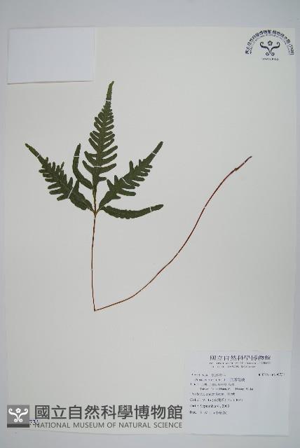 二形鳳尾蕨藏品圖，第1張