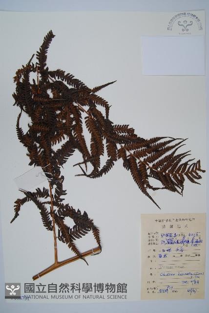 金狗毛蕨藏品圖，第1張