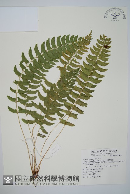 臺灣耳蕨藏品圖，第1張