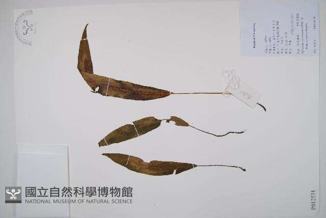 單葉雙蓋蕨藏品圖，第1張