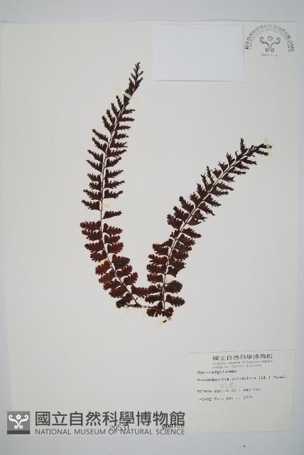 瓶蕨藏品圖，第1張