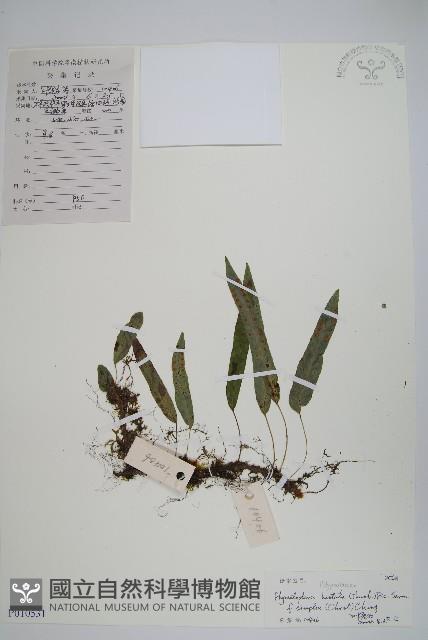 登錄號:P010531藏品圖，第1張