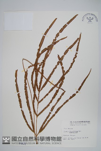 長葉鳳尾蕨藏品圖，第1張