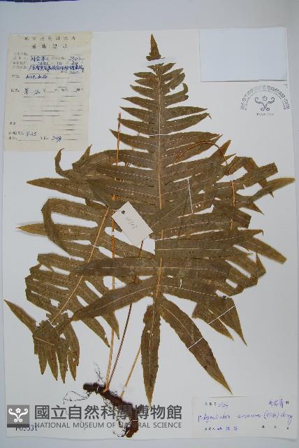 友水龍骨藏品圖，第1張