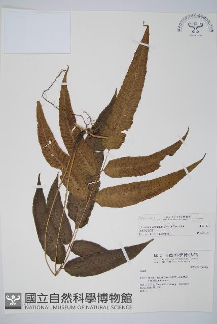 細柄雙蓋蕨藏品圖，第1張