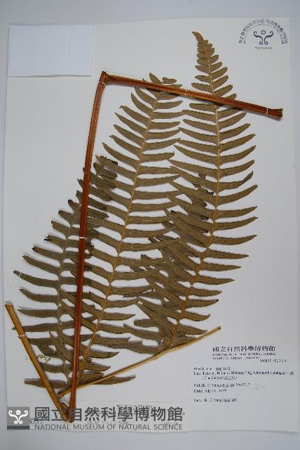 溪鳳尾蕨藏品圖，第1張