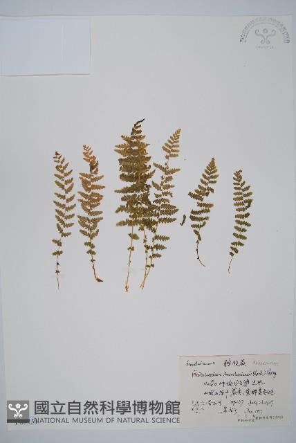 登錄號:P006331藏品圖，第1張