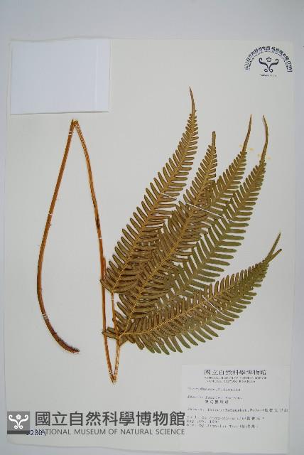 傅氏鳳尾蕨藏品圖，第1張