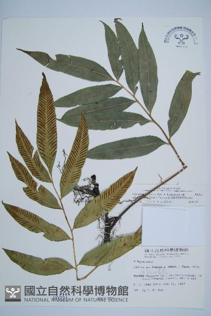 隱脈細柄雙蓋蕨藏品圖，第1張