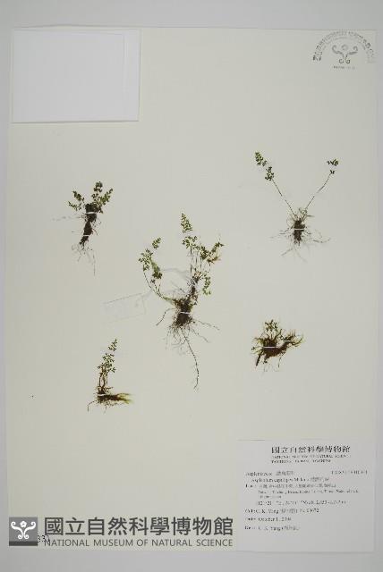 姬鐵角蕨藏品圖，第1張