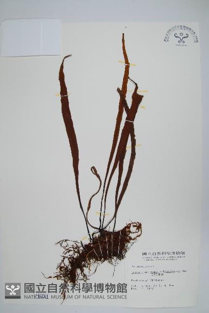 長柄劍蕨藏品圖，第1張