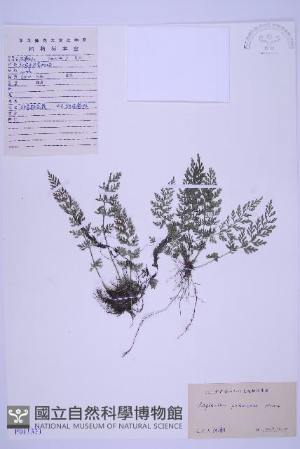 北京鐵角蕨藏品圖，第1張