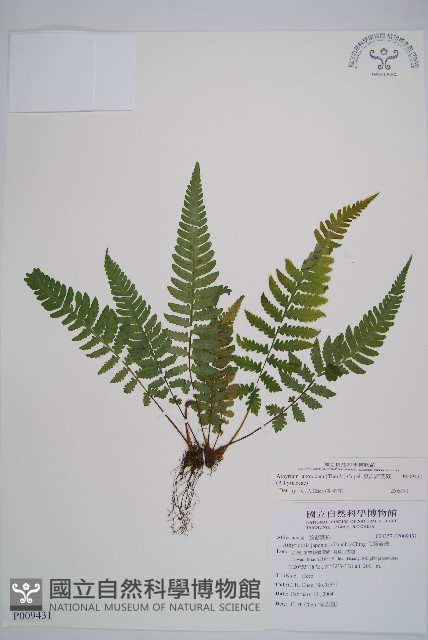 東洋蹄蓋蕨藏品圖，第1張