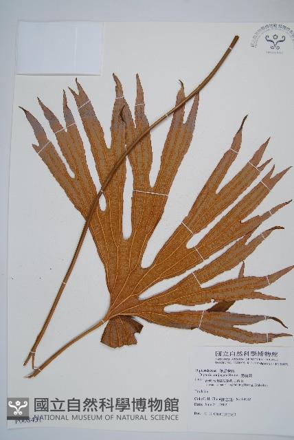 雙扇蕨藏品圖，第1張