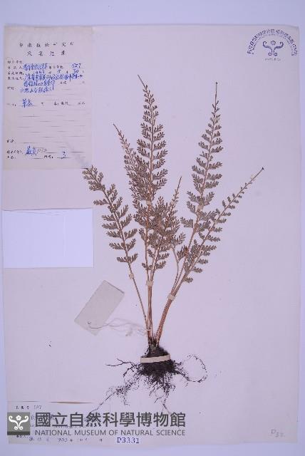 長生鐵角蕨藏品圖，第1張