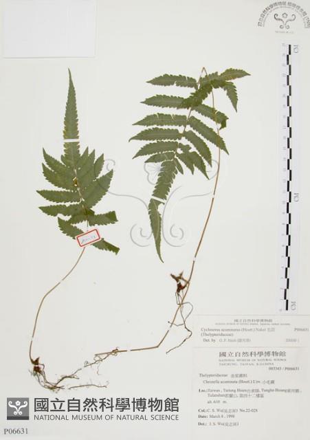 毛蕨藏品圖，第1張