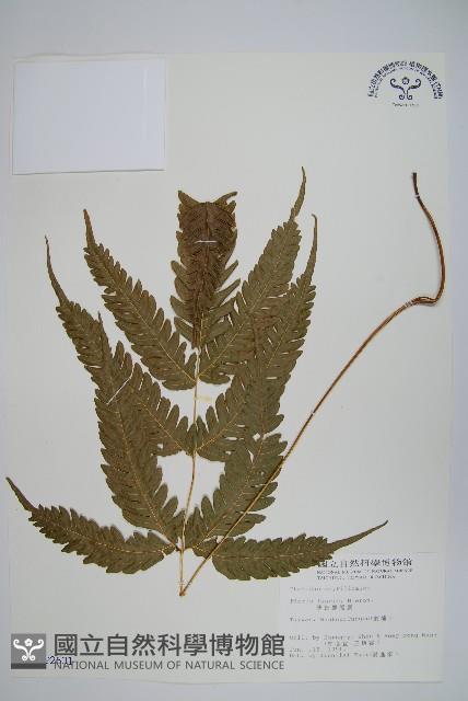 傅氏鳳尾蕨藏品圖，第1張