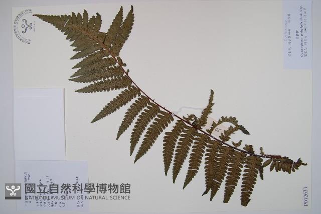 黑桫蕨藏品圖，第1張