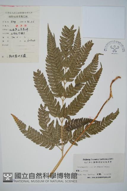 細葉複葉耳蕨藏品圖，第1張