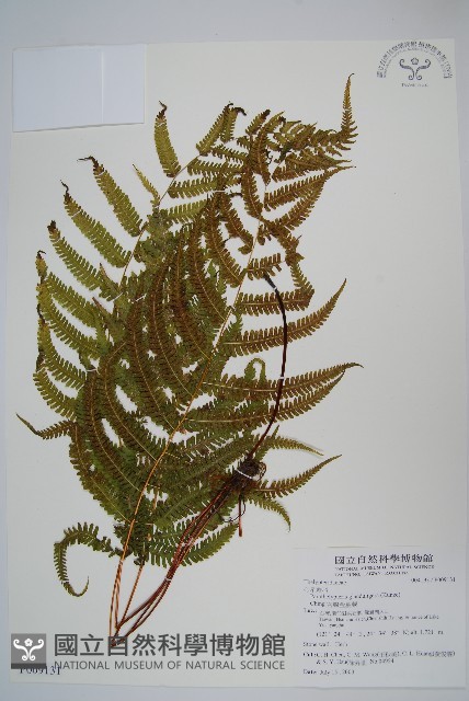 密腺副金星蕨藏品圖，第1張