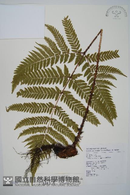 臺灣鱗毛蕨藏品圖，第1張