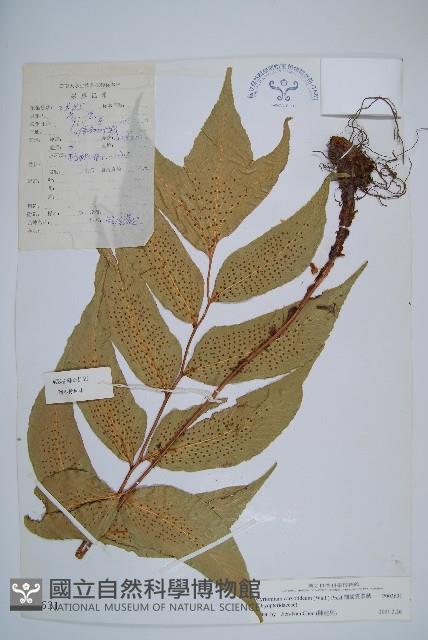 細齒貫眾蕨藏品圖，第1張