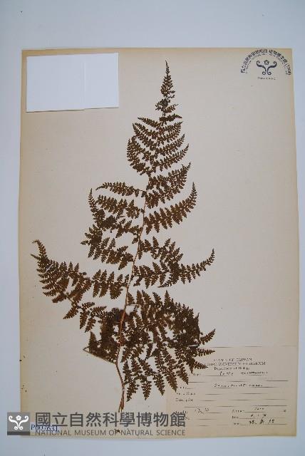 稀子蕨藏品圖，第1張
