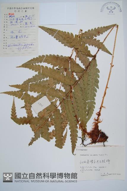 日本狗脊蕨藏品圖，第1張