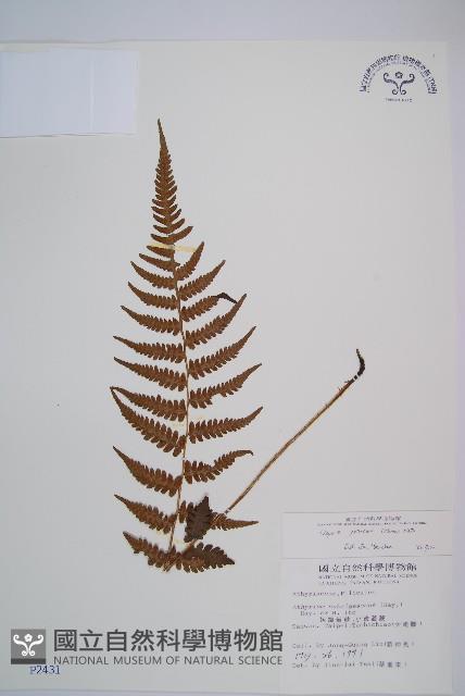 假蹄蓋蕨、東洋蹄蓋蕨藏品圖，第1張