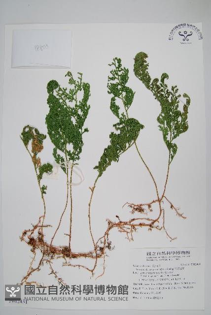 密葉卷柏藏品圖，第1張