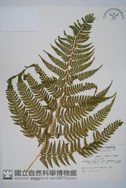 司氏碗蕨藏品圖，第1張