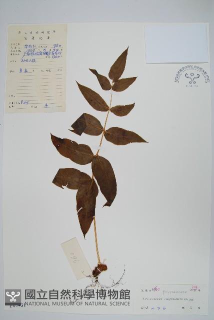 龍頭節肢蕨藏品圖，第1張