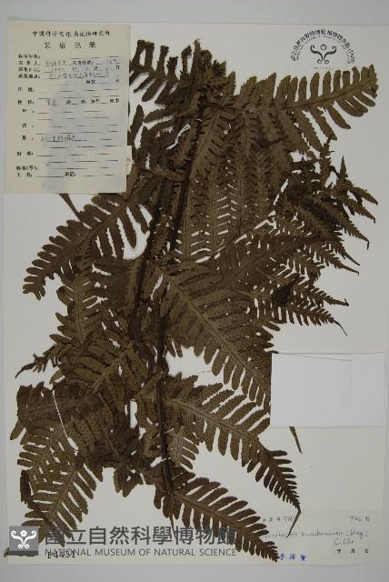 高士佛擬肋毛蕨藏品圖，第1張