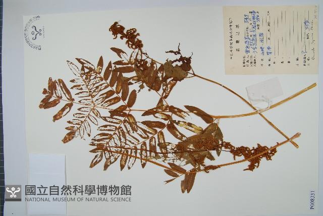 紫萁藏品圖，第1張