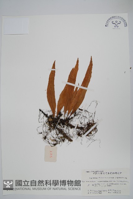 粵瓦葦藏品圖，第1張