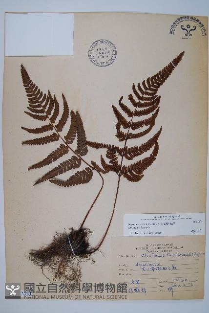 南海鱗毛蕨藏品圖，第1張