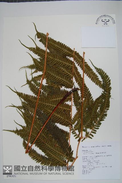 有刺鳳尾蕨藏品圖，第1張