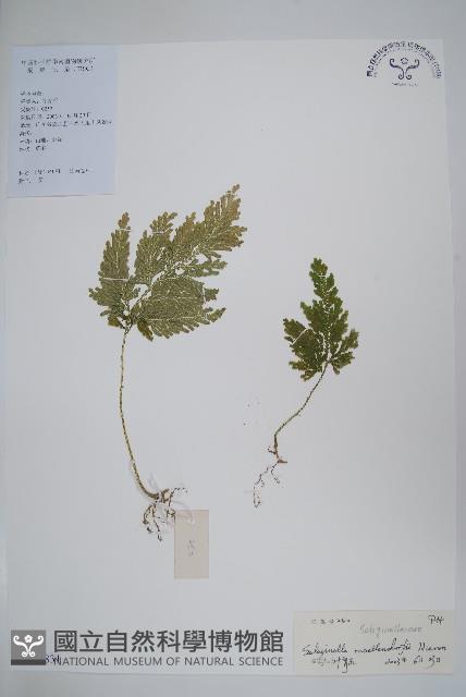 江南卷柏藏品圖，第1張