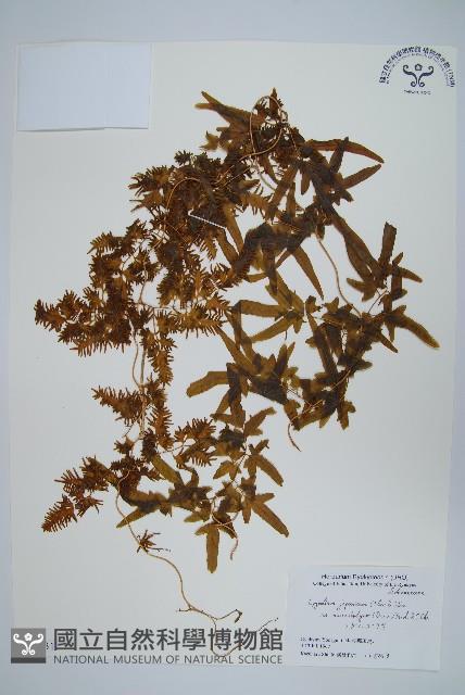 登錄號:P005831藏品圖，第1張