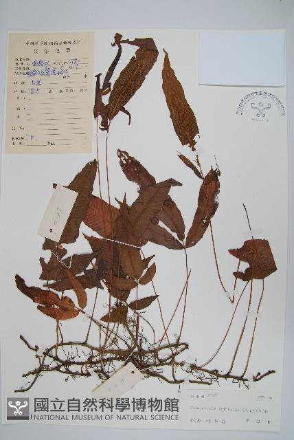 三羽新月蕨藏品圖，第1張