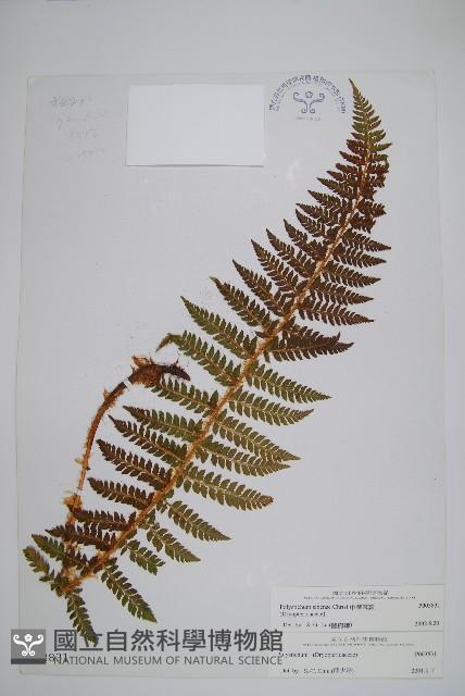 福山氏耳蕨藏品圖，第1張