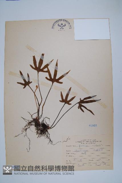 槭葉石葦藏品圖，第1張